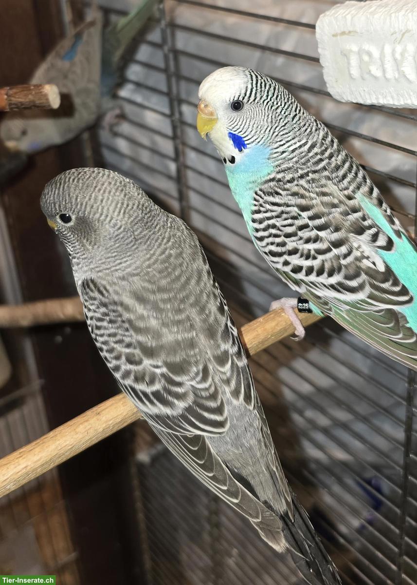Wellensittiche aus Hobbyzucht abzugeben