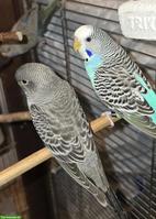 Wellensittiche aus Hobbyzucht abzugeben