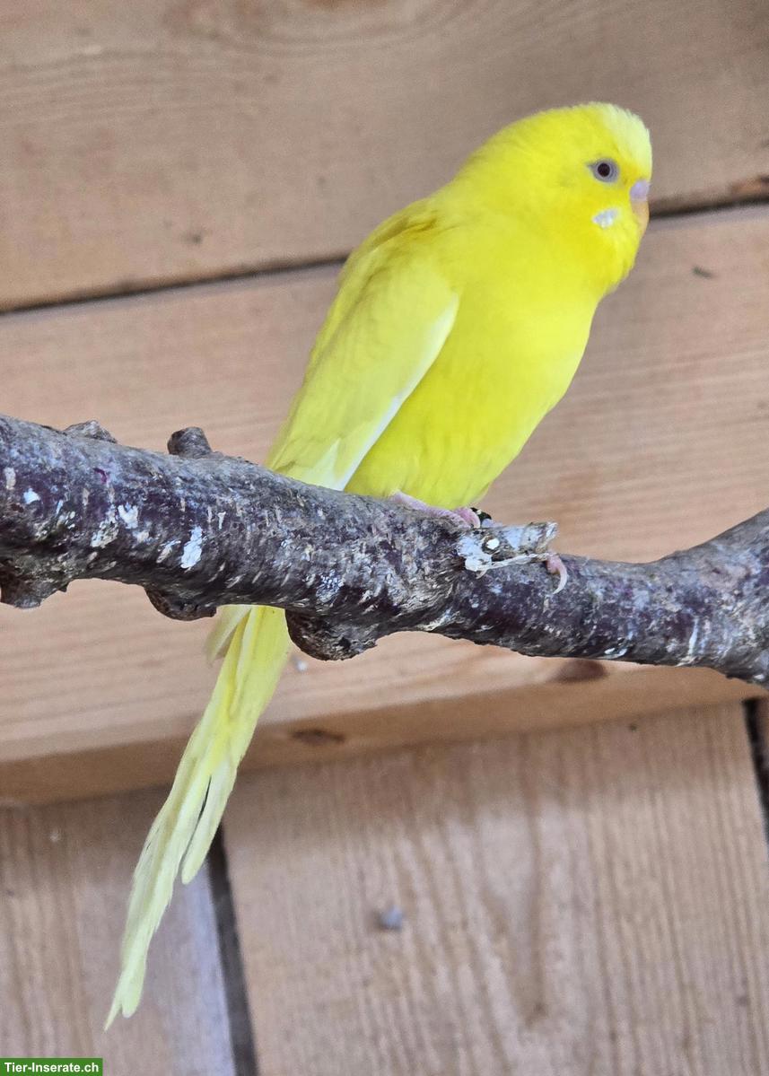 Bild 2: Wellensittiche aus Hobbyzucht abzugeben