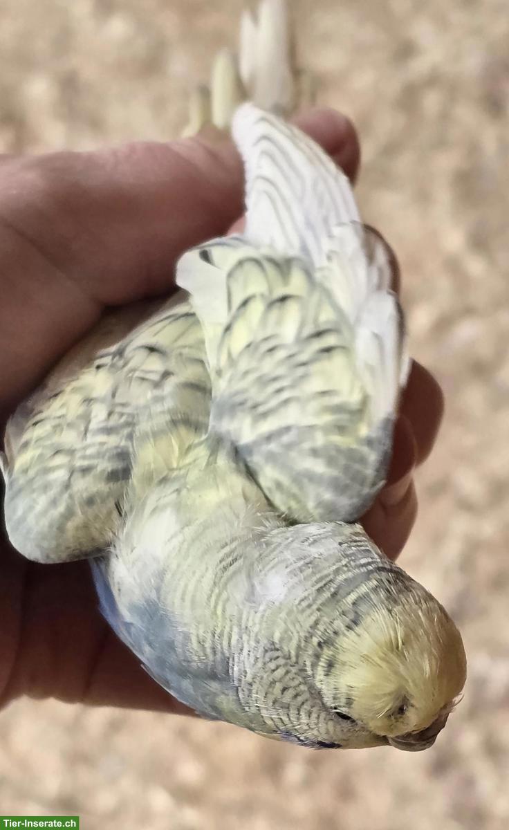 Bild 3: Wellensittiche aus Hobbyzucht abzugeben