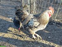 Schöner Sperber Junghahn