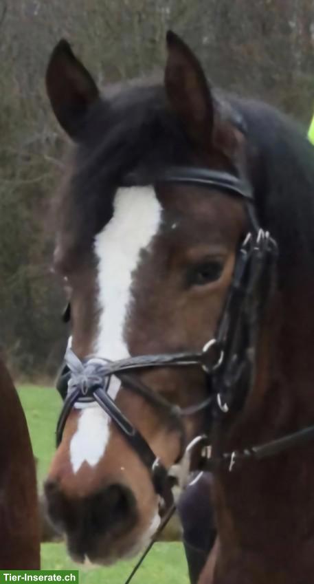 Reitbeteiligung gesucht für Freiberger-Mix Stute...