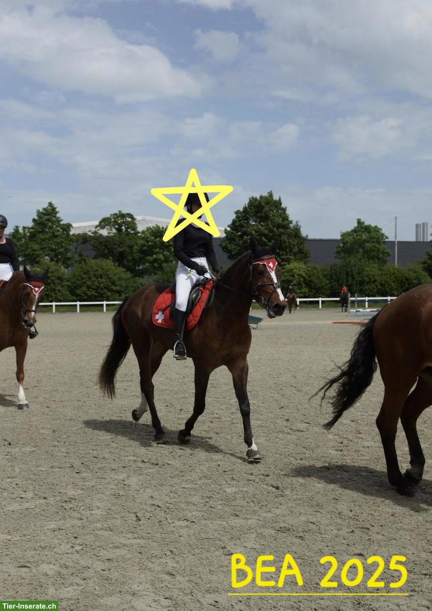 Bild 2: Reitbeteiligung gesucht für Freiberger-Mix Stute...