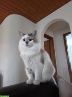 Ragdoll x BKH Mix Kater sucht ruhiges Zuhause