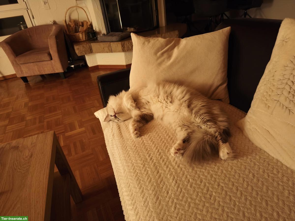 Bild 3: Ragdoll x BKH Mix Kater sucht ruhiges Zuhause