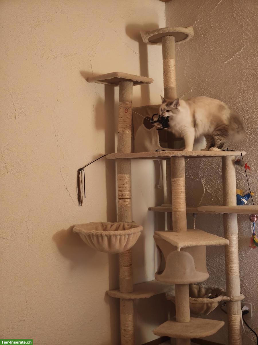 Bild 4: Ragdoll x BKH Mix Kater sucht ruhiges Zuhause