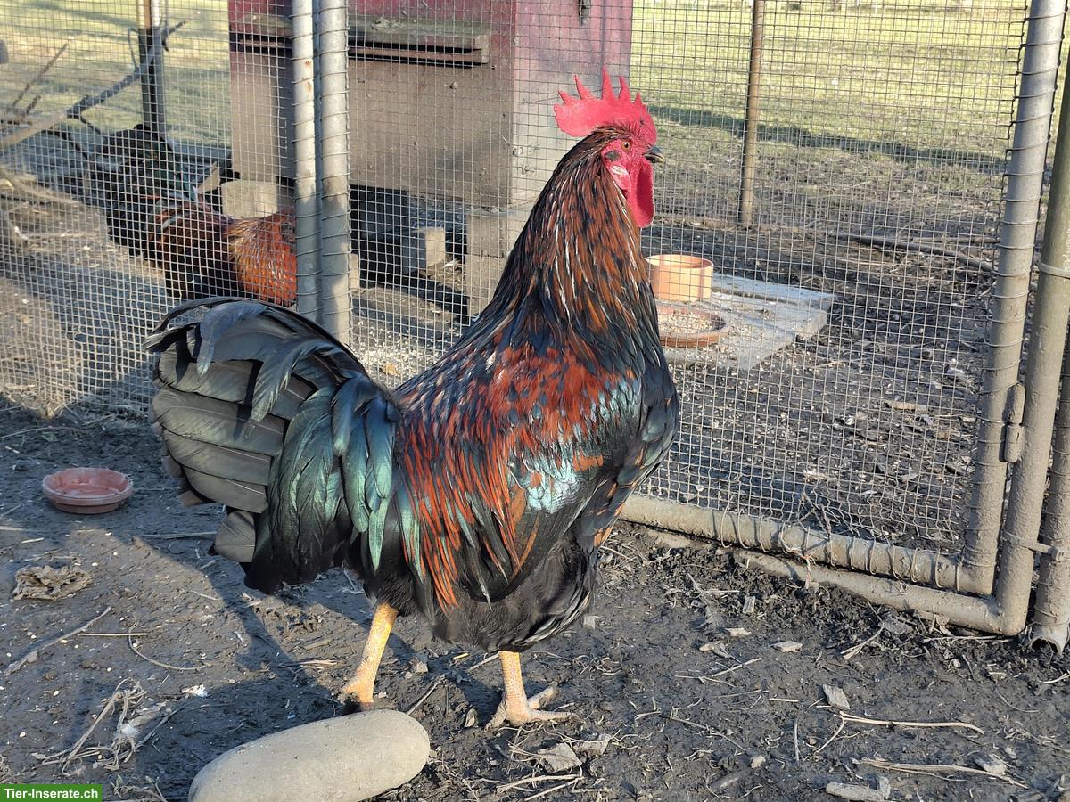 Hübscher Junghahn abzugeben