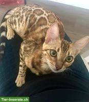 Bengalkatze Aya sucht ein neues, liebevolles Zuhause