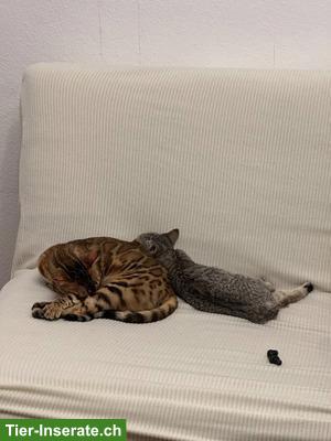 Bild 2: Bengalkatze Aya sucht ein neues, liebevolles Zuhause