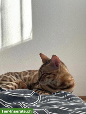 Bild 3: Bengalkatze Aya sucht ein neues, liebevolles Zuhause