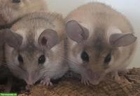 Junges Sinai Stachelmäuse Paar aus Zucht