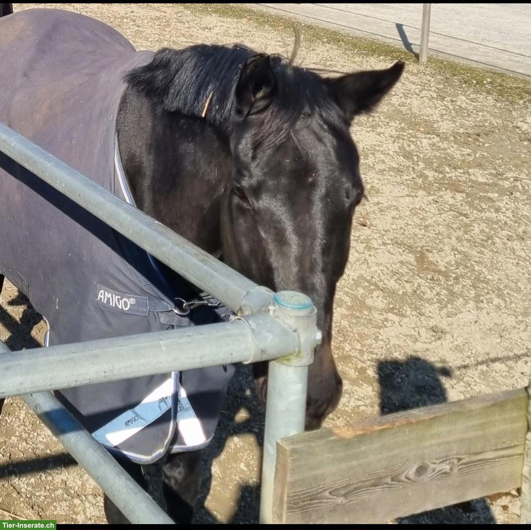 Reitbeteiligung in Eiken AG