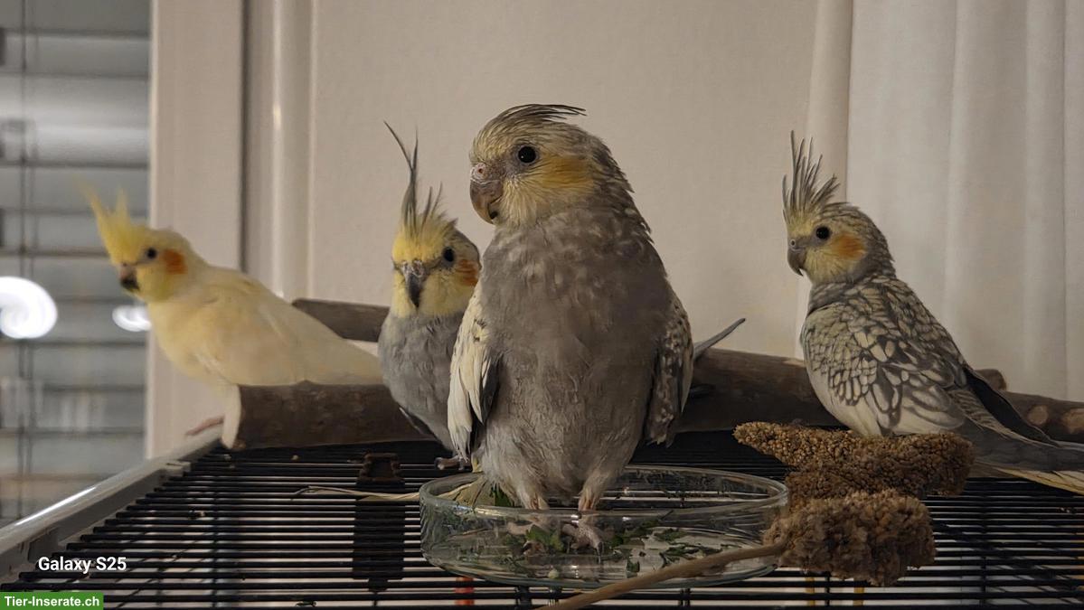 4 Nymphensittiche suchen ein neues Zuhause