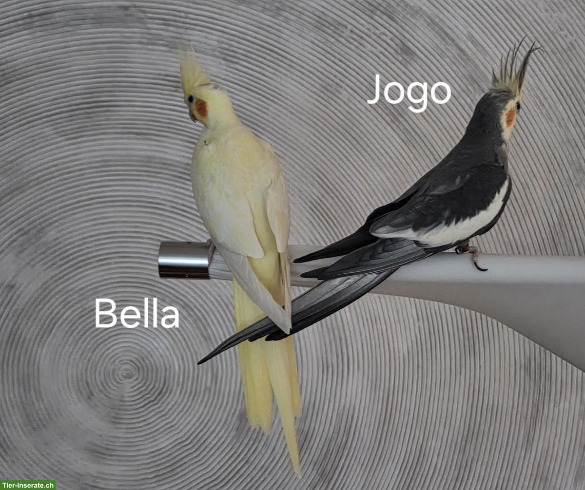 Bild 2: 4 Nymphensittiche suchen ein neues Zuhause