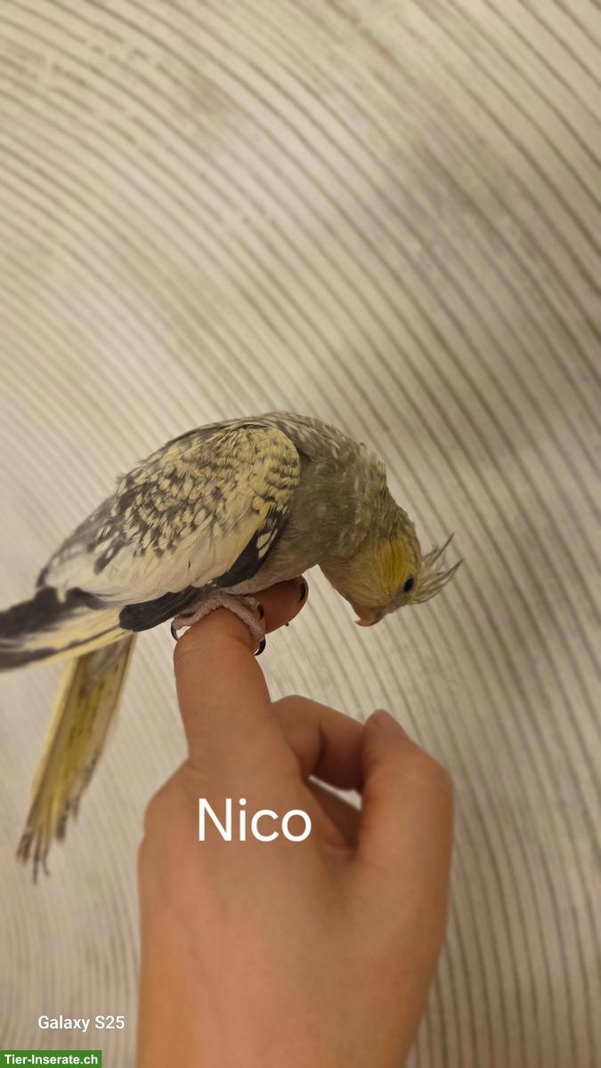 Bild 3: 4 Nymphensittiche suchen ein neues Zuhause