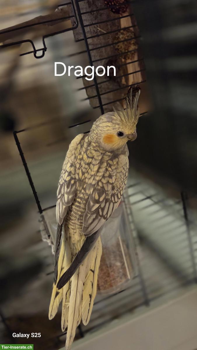 Bild 4: 4 Nymphensittiche suchen ein neues Zuhause