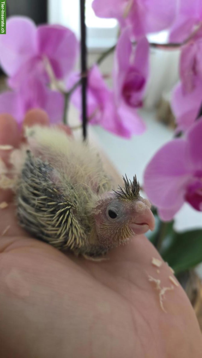 Bild 5: 4 Nymphensittiche suchen ein neues Zuhause