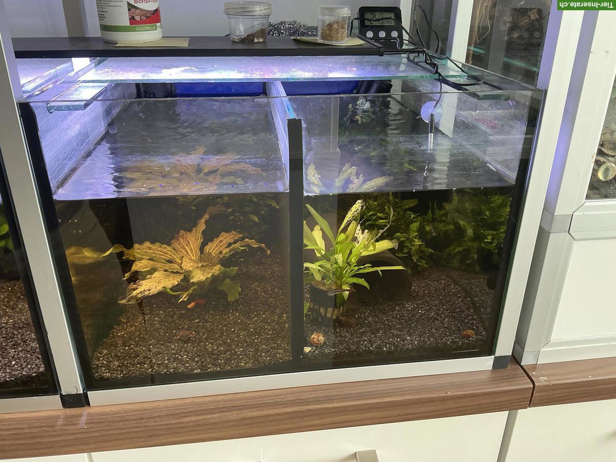 Bild 2: Aquarium/Zucht-Aquarien zu verkaufen
