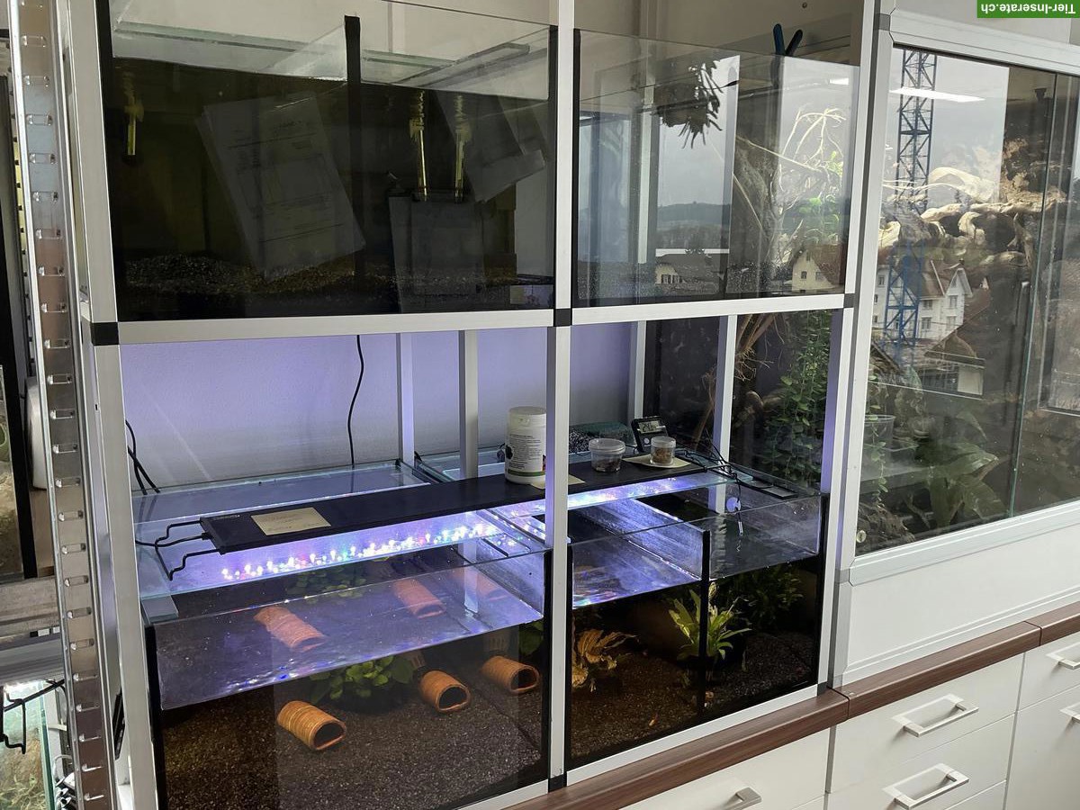 Bild 3: Aquarium/Zucht-Aquarien zu verkaufen