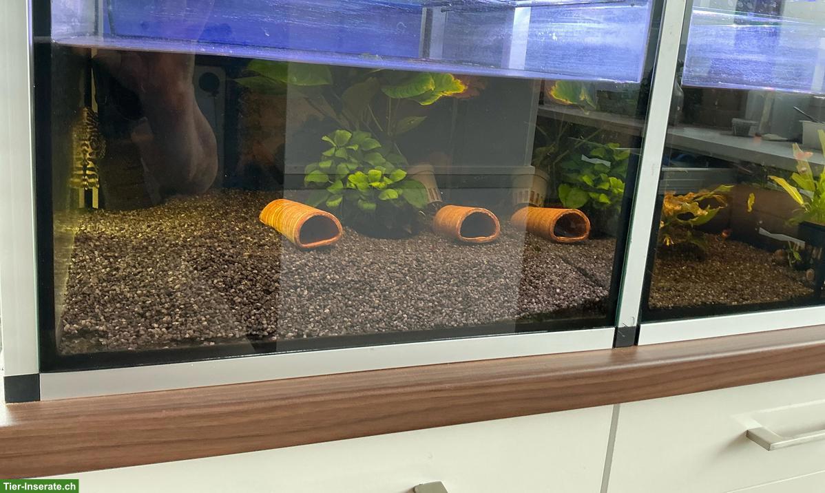 Bild 4: Aquarium/Zucht-Aquarien zu verkaufen