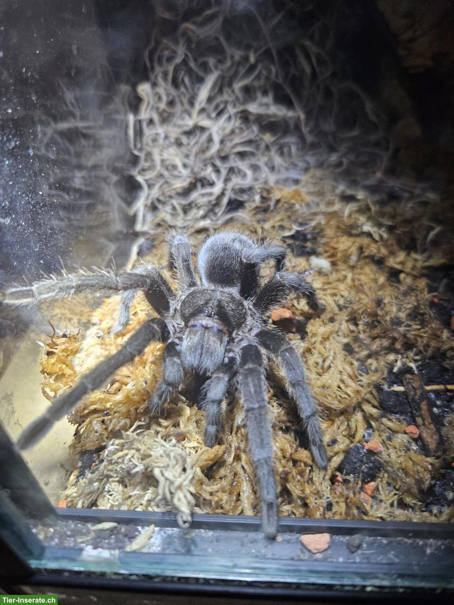 Komplette Vogelspinnen-Sammlung mit Terrarien zu verkaufen