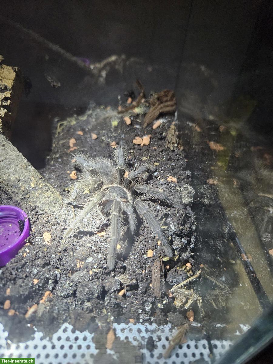 Bild 2: Komplette Vogelspinnen-Sammlung mit Terrarien zu verkaufen