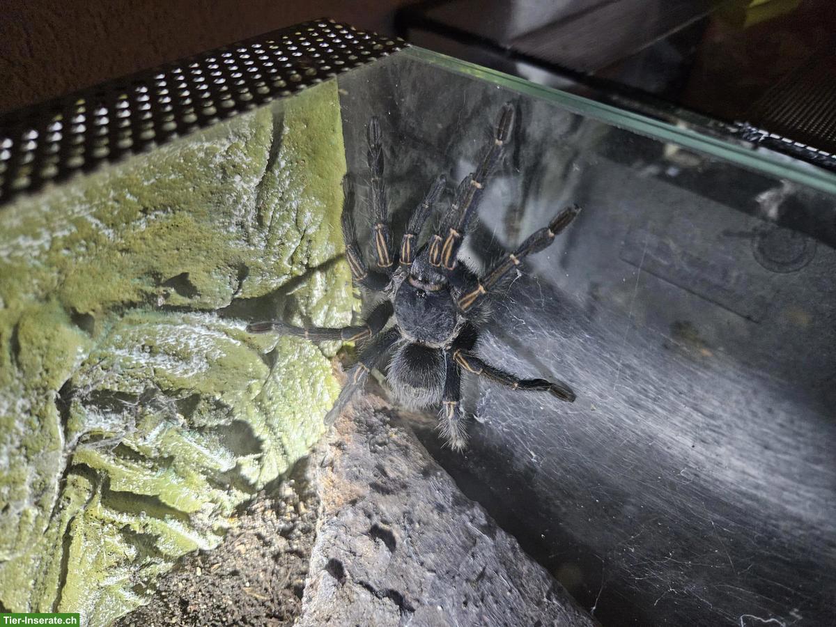 Bild 3: Komplette Vogelspinnen-Sammlung mit Terrarien zu verkaufen