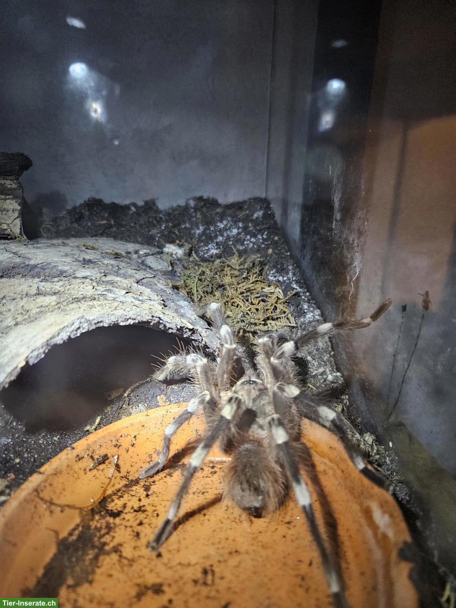 Bild 4: Komplette Vogelspinnen-Sammlung mit Terrarien zu verkaufen