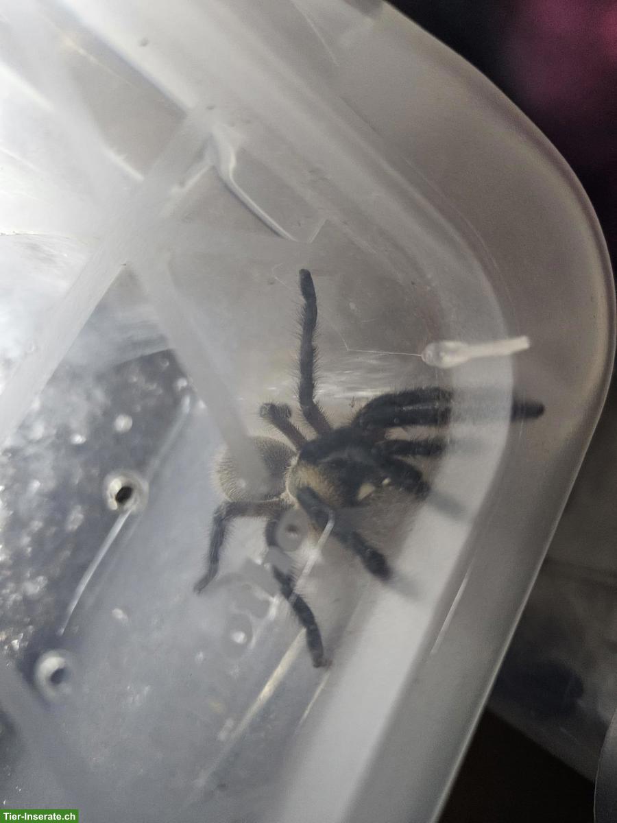 Bild 5: Komplette Vogelspinnen-Sammlung mit Terrarien zu verkaufen