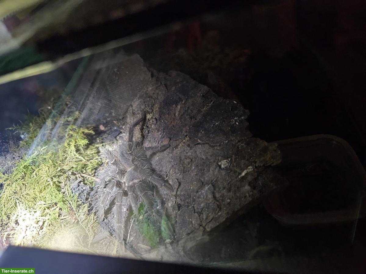 Bild 6: Komplette Vogelspinnen-Sammlung mit Terrarien zu verkaufen