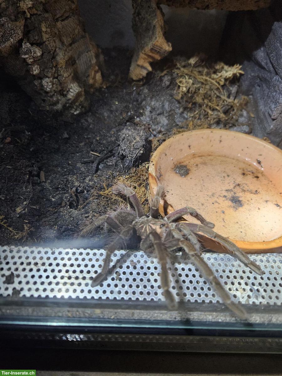 Bild 7: Komplette Vogelspinnen-Sammlung mit Terrarien zu verkaufen