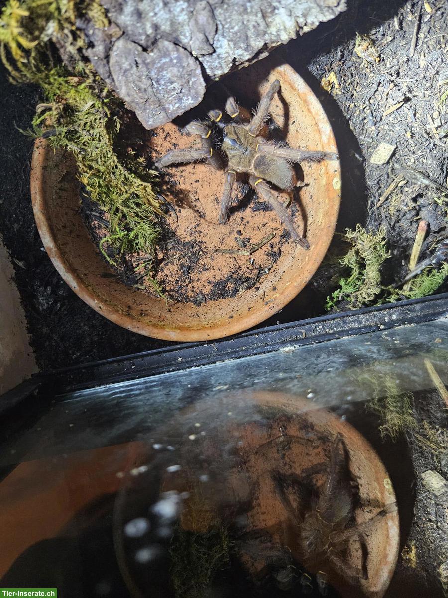 Bild 8: Komplette Vogelspinnen-Sammlung mit Terrarien zu verkaufen