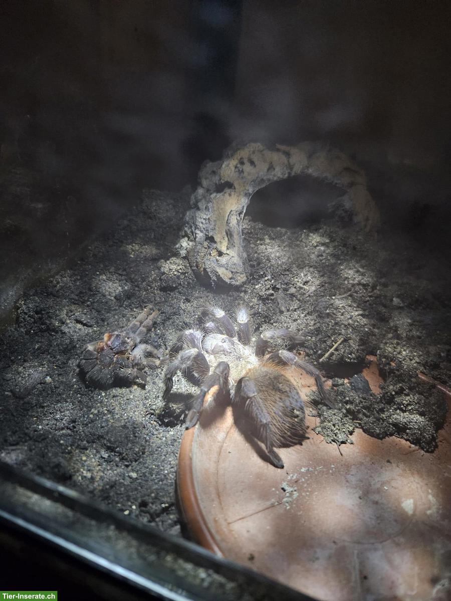 Bild 9: Komplette Vogelspinnen-Sammlung mit Terrarien zu verkaufen