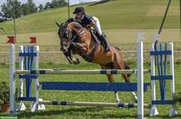 Holsteiner Stute, Amateurpferd/Lehrmeister zu verkaufen