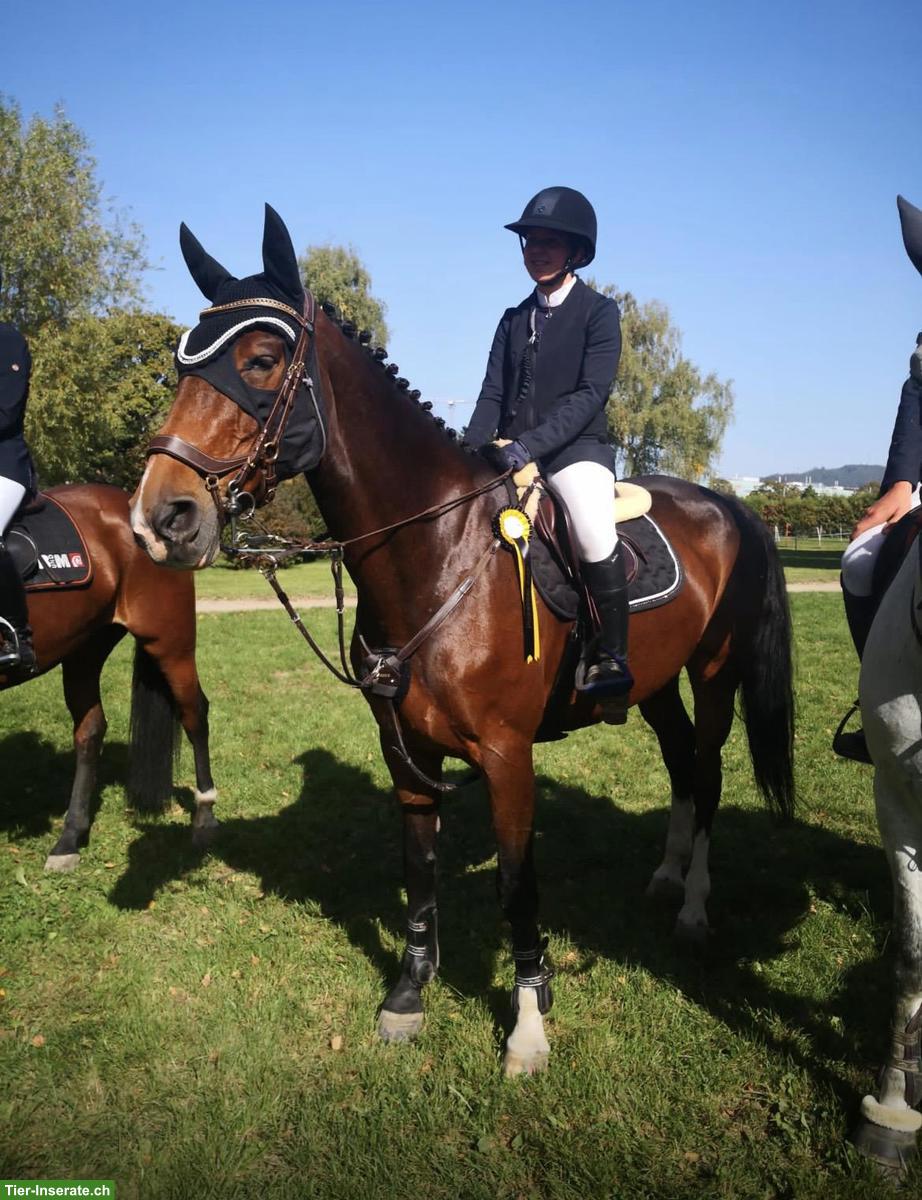 Bild 2: Holsteiner Stute, Amateurpferd/Lehrmeister zu verkaufen