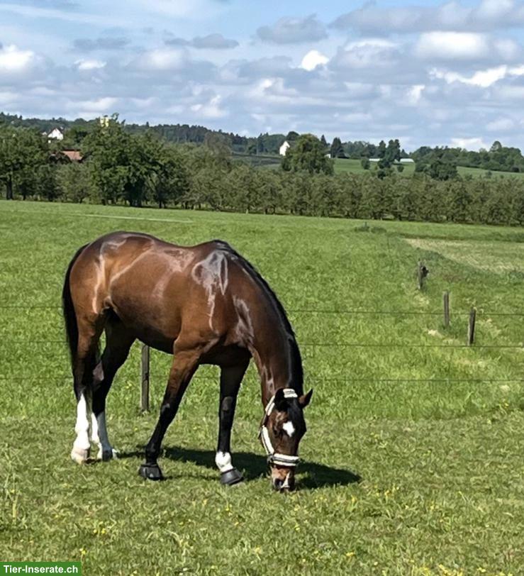 Bild 3: Holsteiner Stute, Amateurpferd/Lehrmeister zu verkaufen