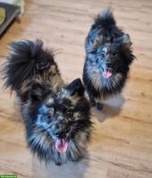 Mittelspitz Rüde & Hündin suchen ein neues Zuhause