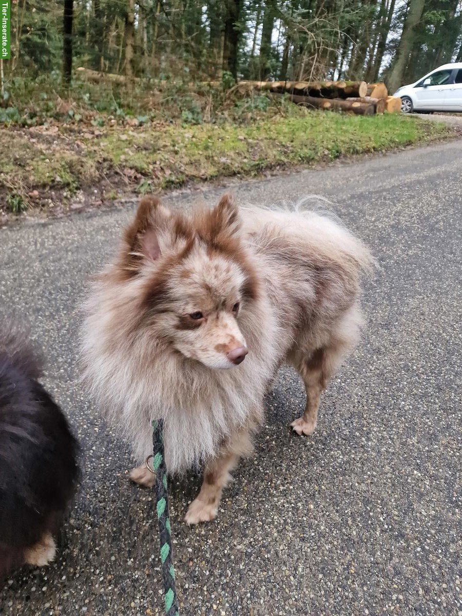 Bild 10: Mittelspitz Rüde & Hündin suchen ein neues Zuhause