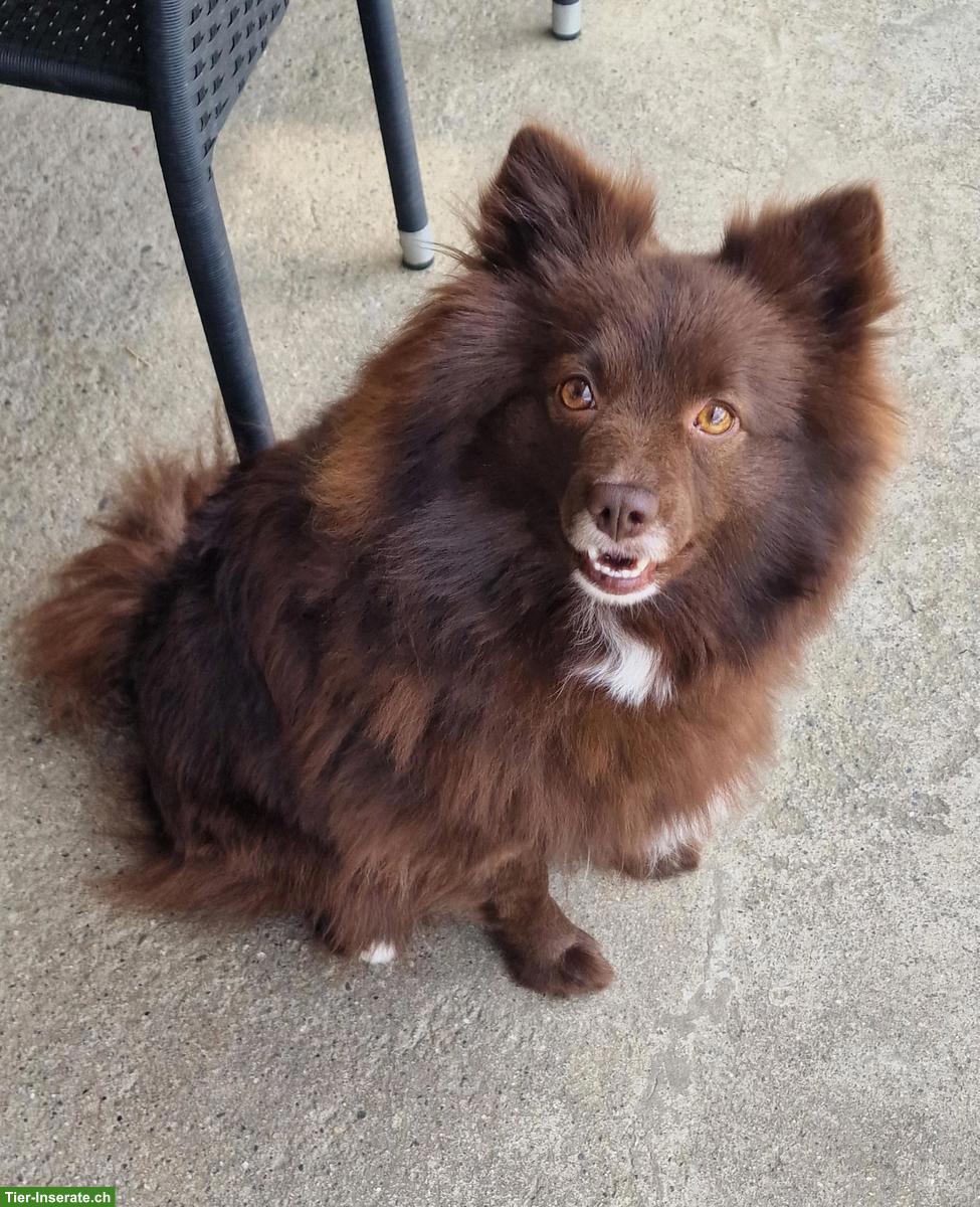 Bild 2: Mittelspitz Rüde & Hündin suchen ein neues Zuhause