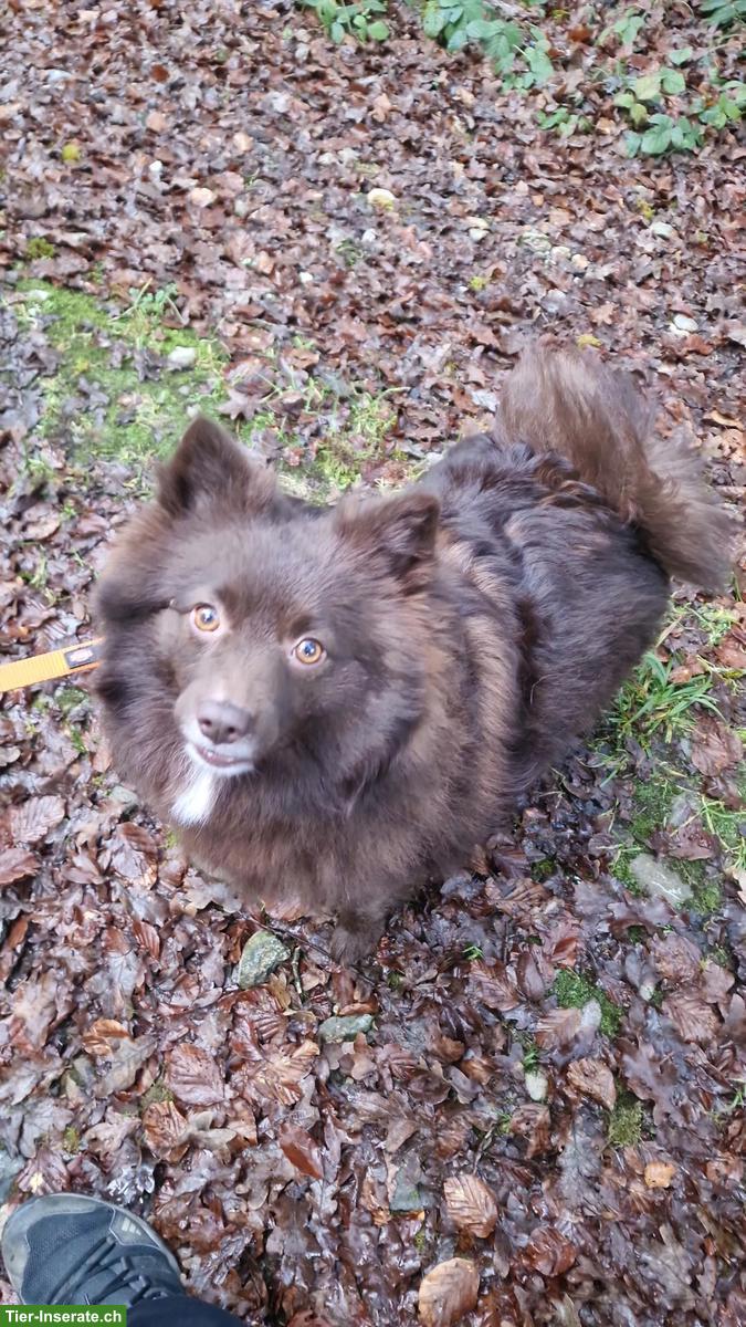 Bild 4: Mittelspitz Rüde & Hündin suchen ein neues Zuhause