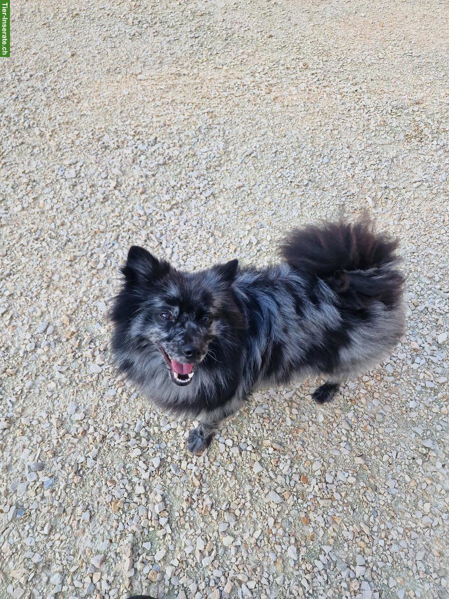 Bild 5: Mittelspitz Rüde & Hündin suchen ein neues Zuhause