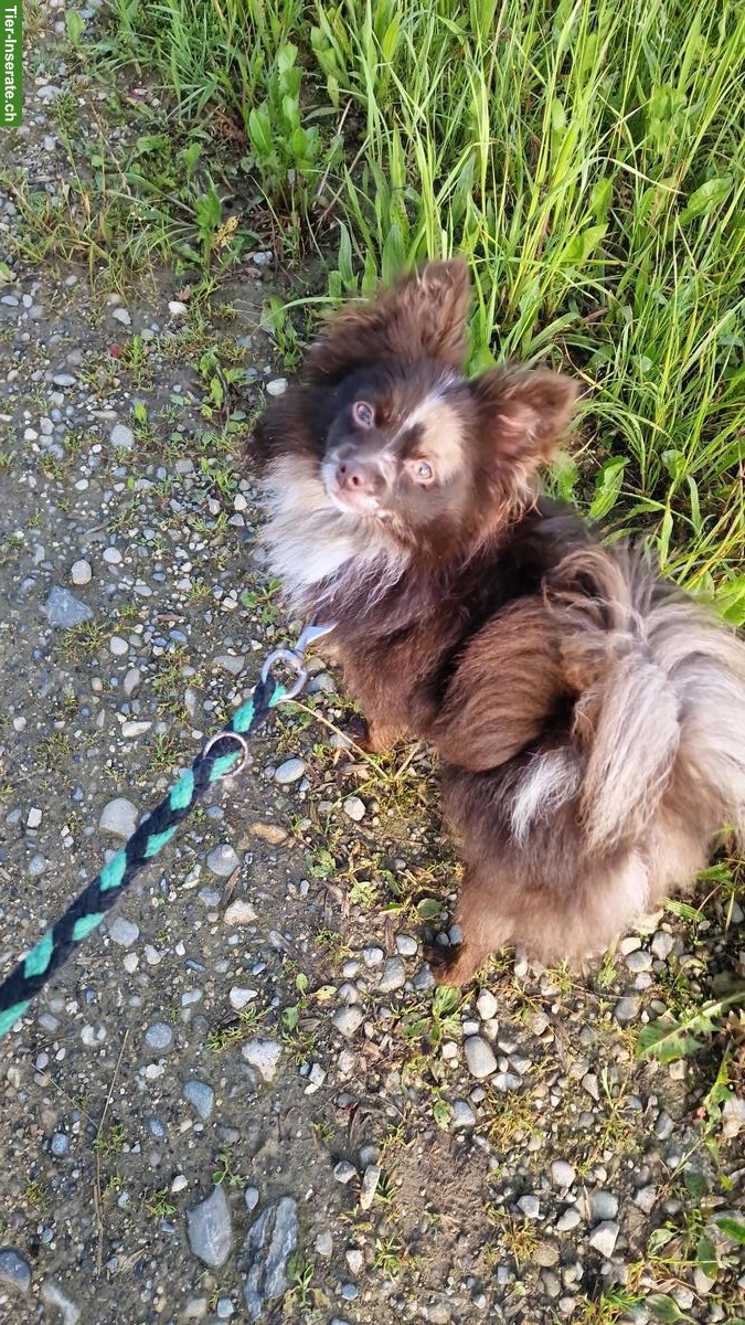 Bild 6: Mittelspitz Rüde & Hündin suchen ein neues Zuhause