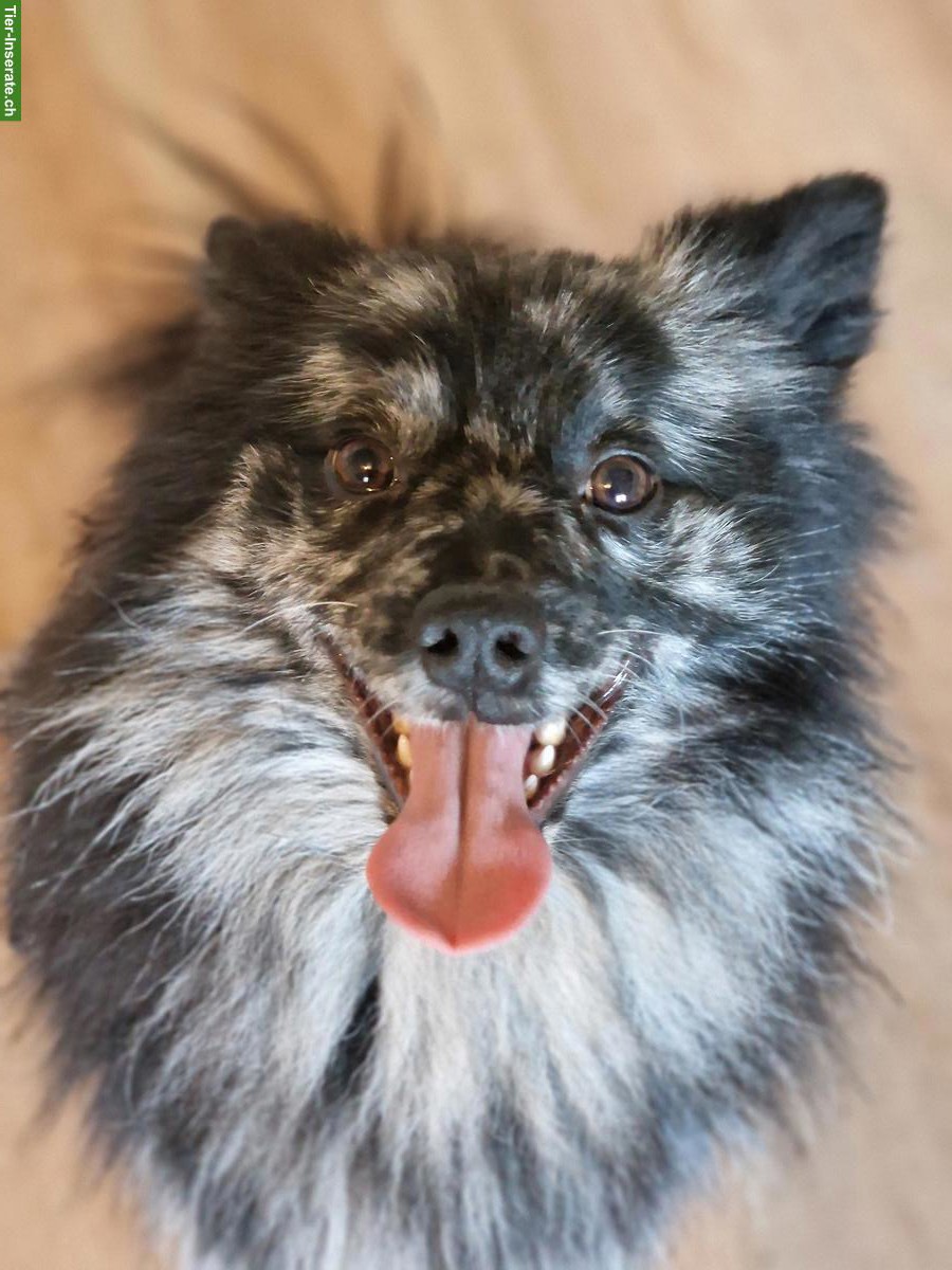 Bild 7: Mittelspitz Rüde & Hündin suchen ein neues Zuhause