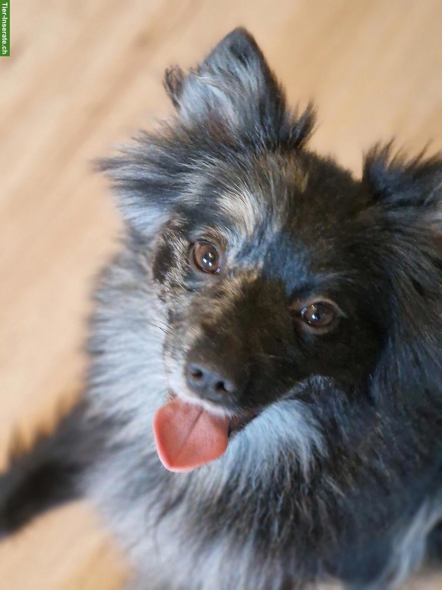 Bild 8: Mittelspitz Rüde & Hündin suchen ein neues Zuhause