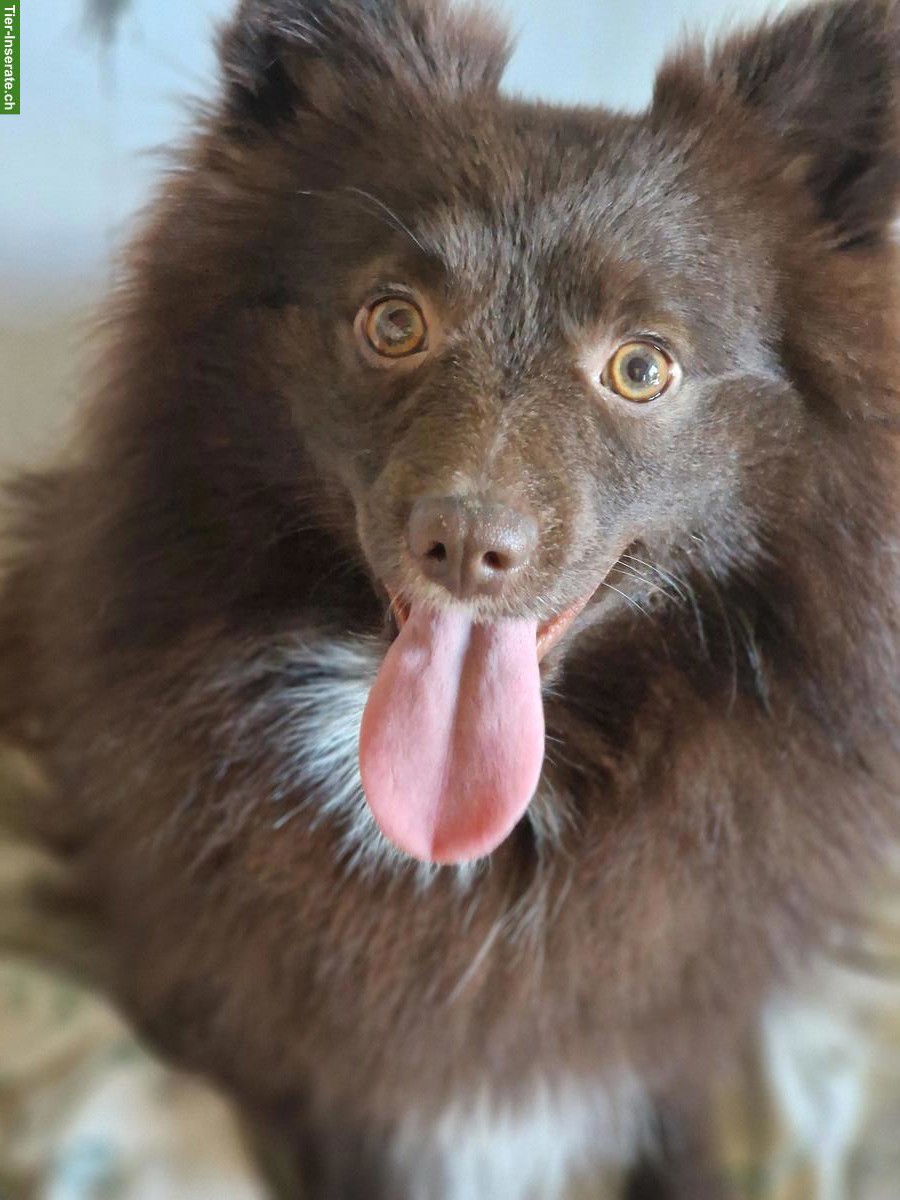 Bild 9: Mittelspitz Rüde & Hündin suchen ein neues Zuhause