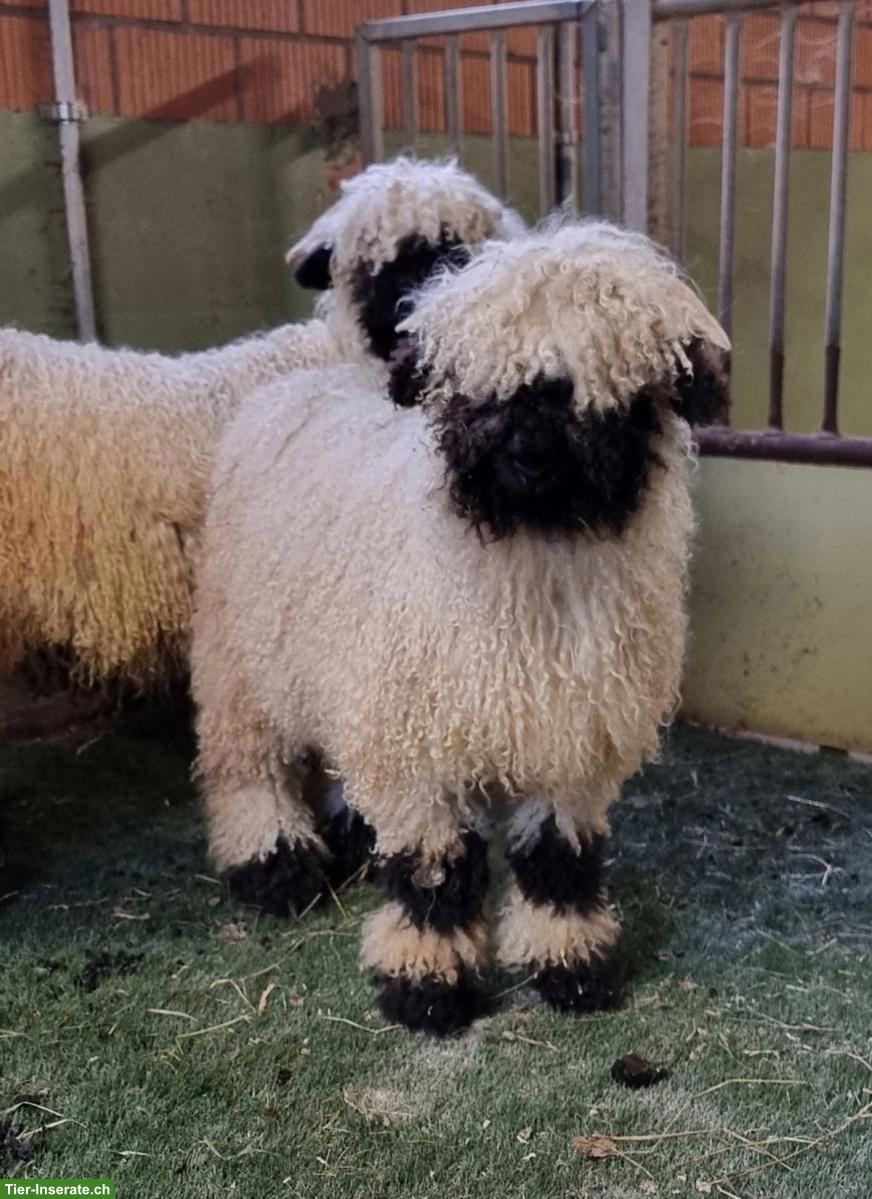 Walliser Schwarznasenschafe, Widder