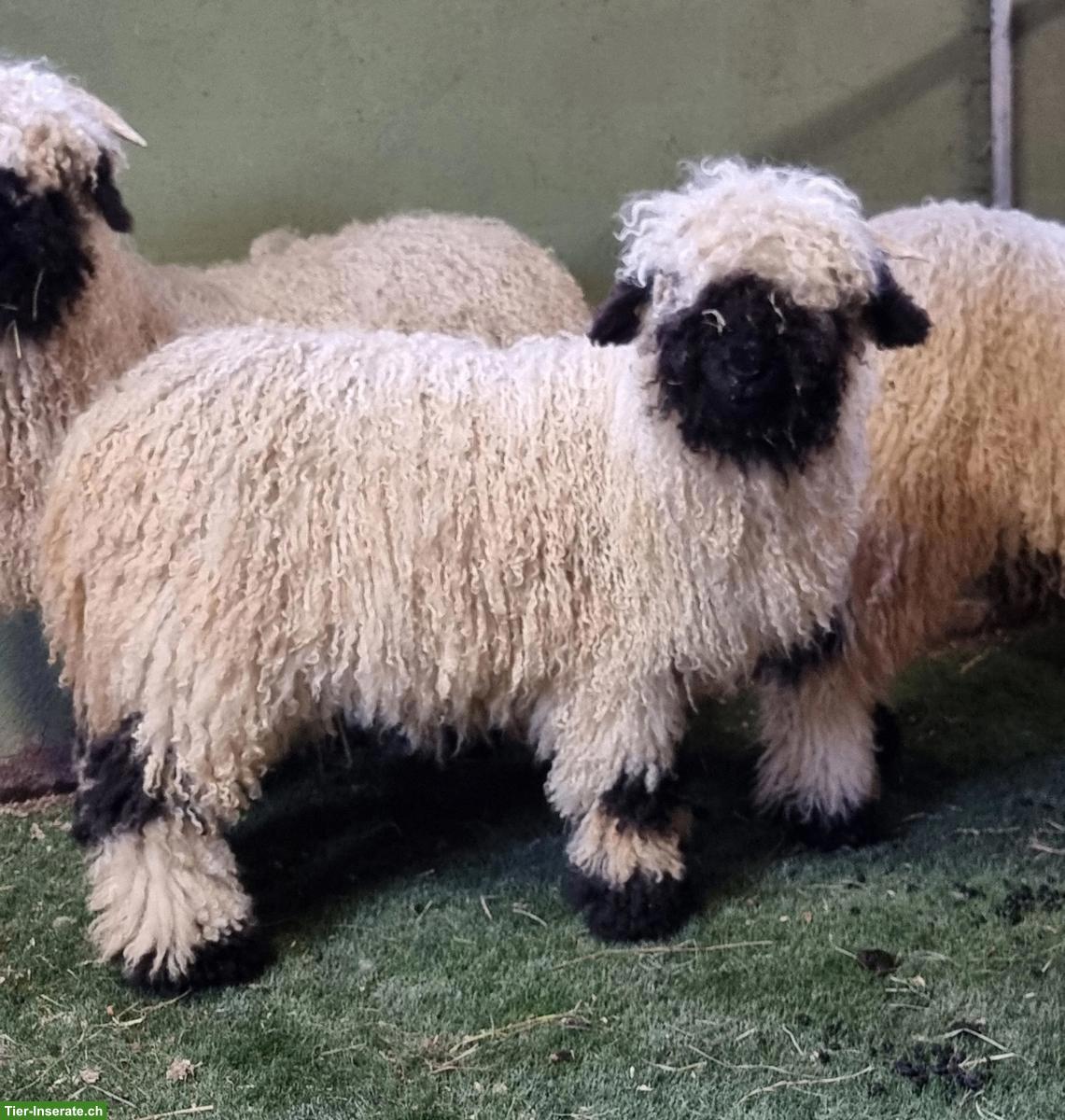 Bild 2: Walliser Schwarznasenschafe, Widder