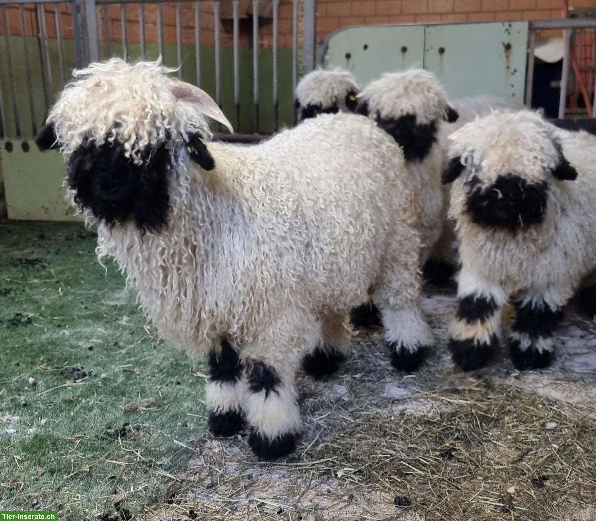 Bild 3: Walliser Schwarznasenschafe, Widder