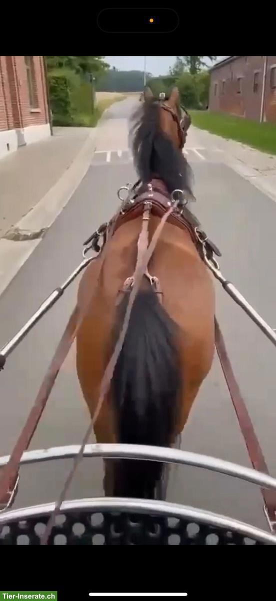 Bild 5: Verschiedene Welsh A Pony Stuten 8 und 5-jährig