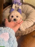 Maltipoo Welpe sucht ein neues, liebes Zuhause